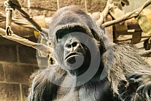 Sad Gorilla Face photo