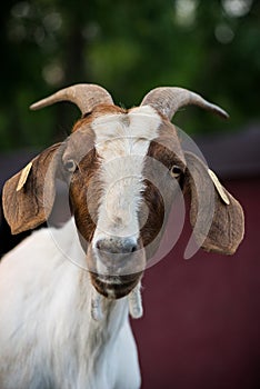 Expressive goat portrait photo