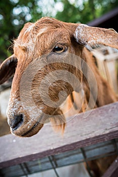 Expressive goat portrait photo