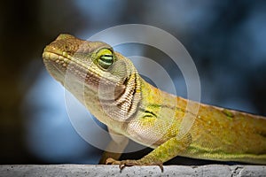 An expressive green anole appears relaxed and chill