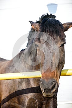 Expressive horse portrait photo