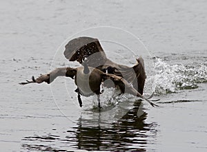 Expressive isolated photo with the Canada goose chasing his rival