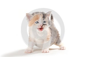 Expressive Kitten Isolated on a White Background