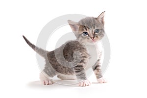 Expressive Kitten Isolated on a White Background