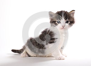 Expressive Kitten Isolated on a White Background