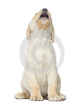 Expressive Labrador Puppy sitting