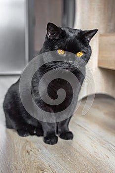 The expressive look of a black cat breed Scottish straight