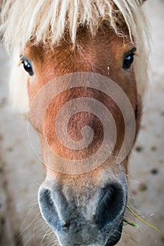 Expressive pony portrait