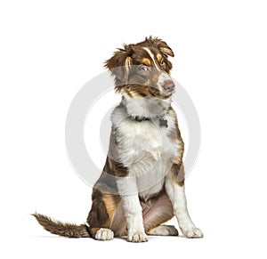 Expressive Red tri-colored Australian shephard wearing a collard, sitting, looking at the camera