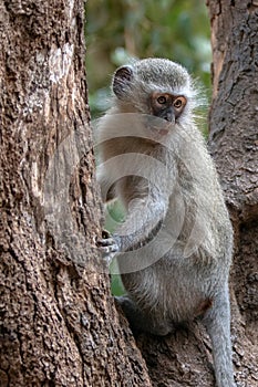 Expressive vervet monkey in Krueger National Park in South Africa photo
