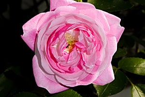 Exquisite Beauty Unveiled: A Captivating Aerial Close-Up of the Elbflorenz Rose Blossom, Showcasing its Enchanting Petals in Full