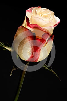 Exquisite bicolour white and red rose