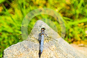 Exquisite blue dragonfly perched on rock