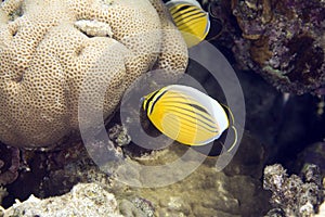 Exquisite butterflyfish (chaetodon paucifasciatus)