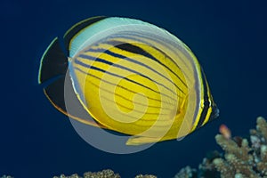 Exquisite butterflyfish swimming over Red Sea coral reef