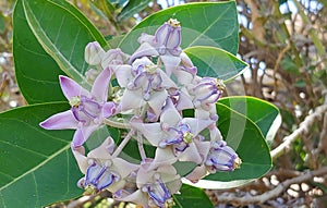 Exquisite Calatropis Giganteas cluster Hawaii Kai