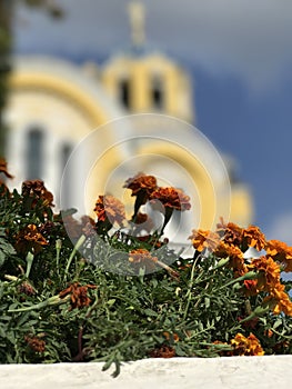 Exquisite Flowers and the Golden Domes of Kyiv