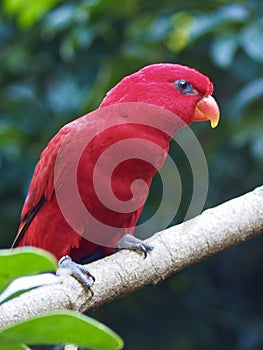 Exquisite gorgeous vibrant Red Lory.