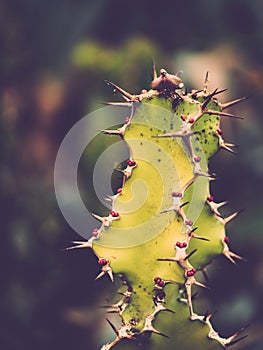 Exquisite green cactus plant featuring a plethora of small, prickly thorn