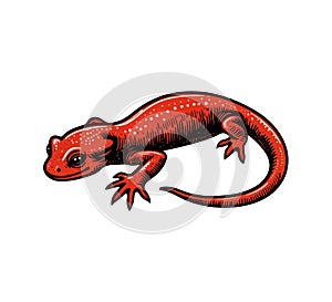 Red salamander vintage hand drawn vector photo