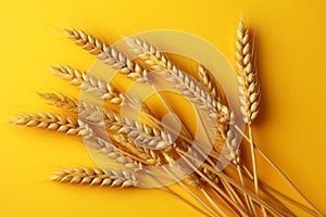 Exquisite, isolated wheat ears, oats, barley on a yellow backdrop