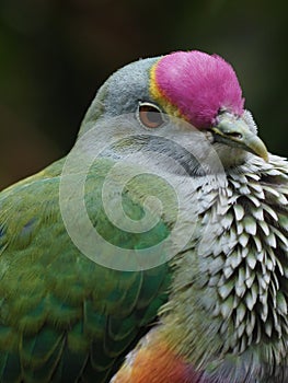 Exquisite lovely Rose-crowned Fruit Dove.