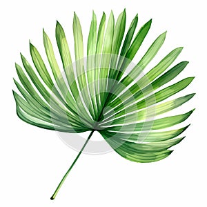 Exquisite lush green palm leaf, intricately detailed, isolated on a pristine white background