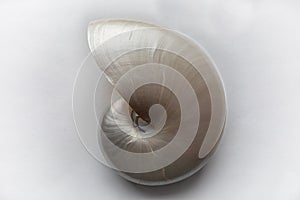 Exquisite mother of pearl chambered nautilus shell, swirl, isolated on white