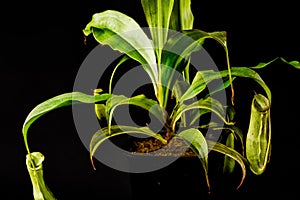 Exquisite Nepenthes pitcher plant with lush foliage and pitchers, nestled in a black pot filled with moist moss