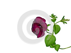 Exquisite petunia isolated