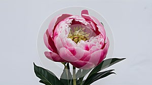 Exquisite pink peony flower showcased in isolated white backdrop