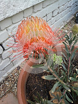 Exquisite Protea