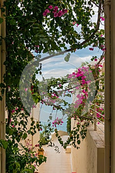 Exquisite sea view. Lush flowers and shoots of bougainvillea form a colorful arch above the passage to the sea