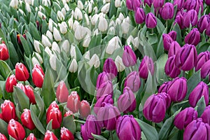 Exquisite spring background of flowers of tulips for decoration greeting cards, wallpaper, design