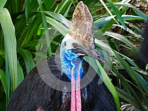 Exquisite Striking Southern Cassowary with Magnificent Plumage.