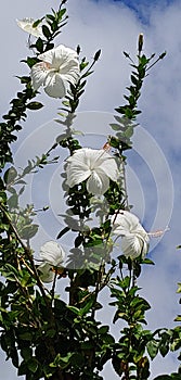 Exquisite Tropical white hibiscus of Hawaii Kai