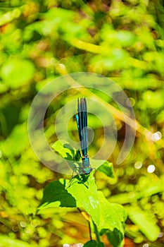 Exquisite turquoise dragonfly perched on green leaf