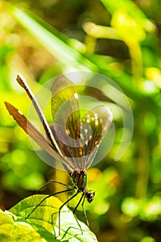 Exquisite turquoise dragonfly perched on green leaf