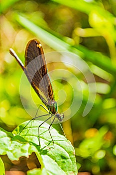 Exquisite turquoise dragonfly perched on green leaf