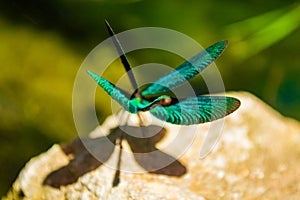 Exquisite turquoise dragonfly perched on rock