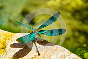 Exquisite turquoise dragonfly perched on rock