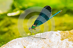 Exquisite turquoise dragonfly perched on rock