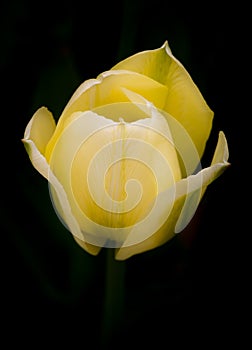 Glowing Yellow and Green Tulip on Black Background