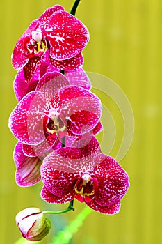 Exquisitely beautiful dotted pink phalaenopsis blume orchids against natural background