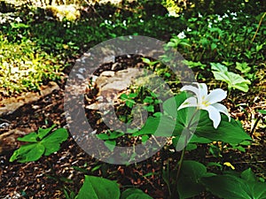 Exquisitely Evolved Trillium photo