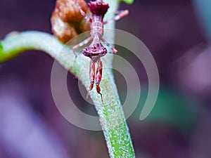 Extatosoma tiaratum