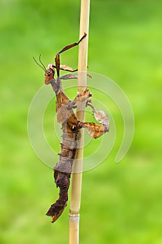 Extatosoma tiaratum, commonly known as the spiny leaf insect, the giant prickly stick insect, Macleay`s specter or the Australian