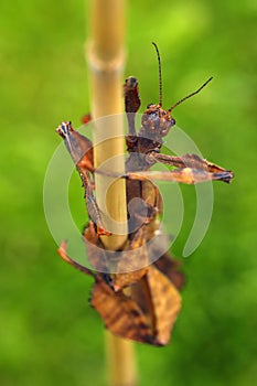 Extatosoma tiaratum, commonly known as the spiny leaf insect, the giant prickly stick insect, Macleay`s specter or the Australian photo