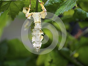 Extatosoma Tiaratum Or Giant Stick Insect Or Macleay`s Spectre