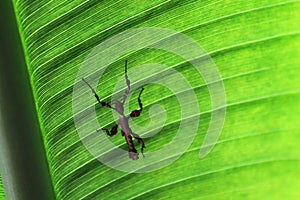 Extatosoma tiaratum nymph